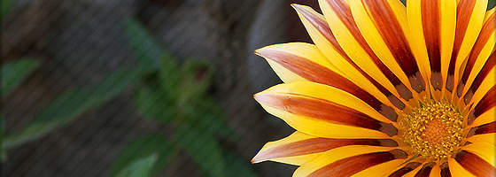 Motilium is a medicine that boosts the movements or contractions of the stomach and also bowel.